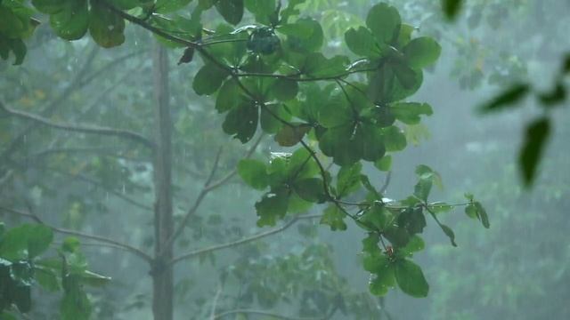 Rain.