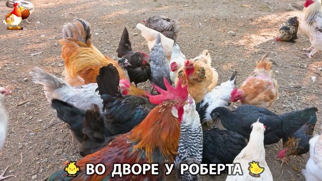 Содержание кур в домашних условиях и других птиц во дворе у Роберта 🐣🐤🦆🐔🪿🦃 (300)