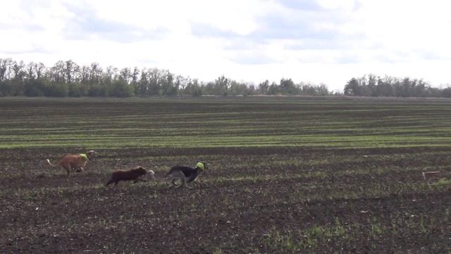 охота с собаками