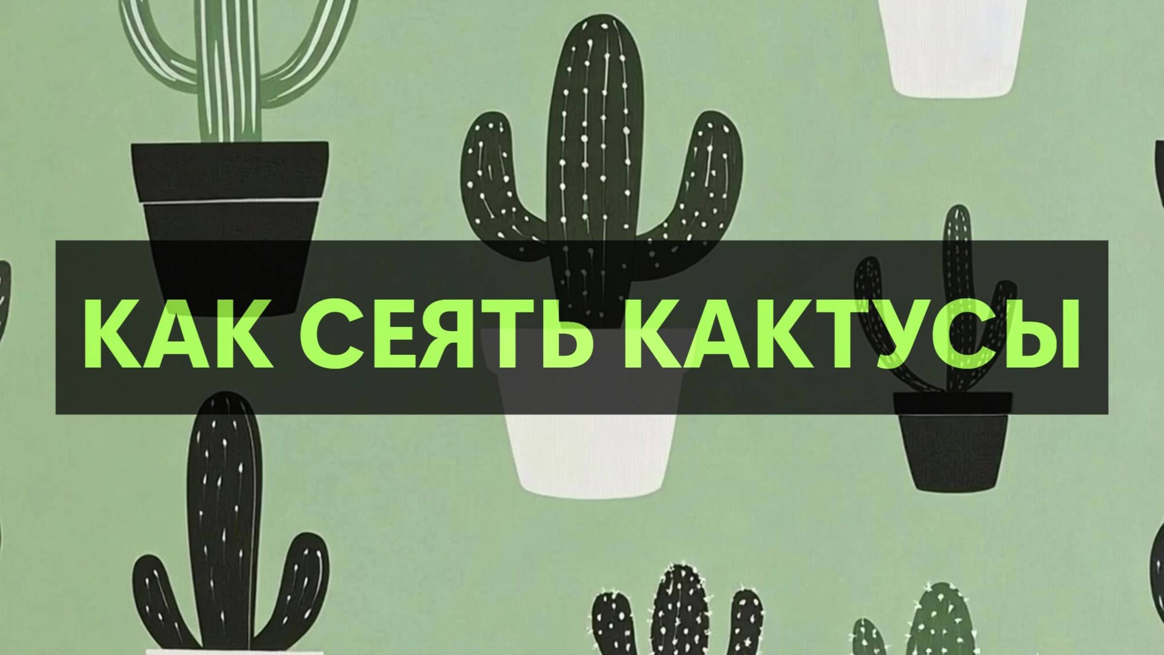 Как сеять кактусы. Справится даже новичок