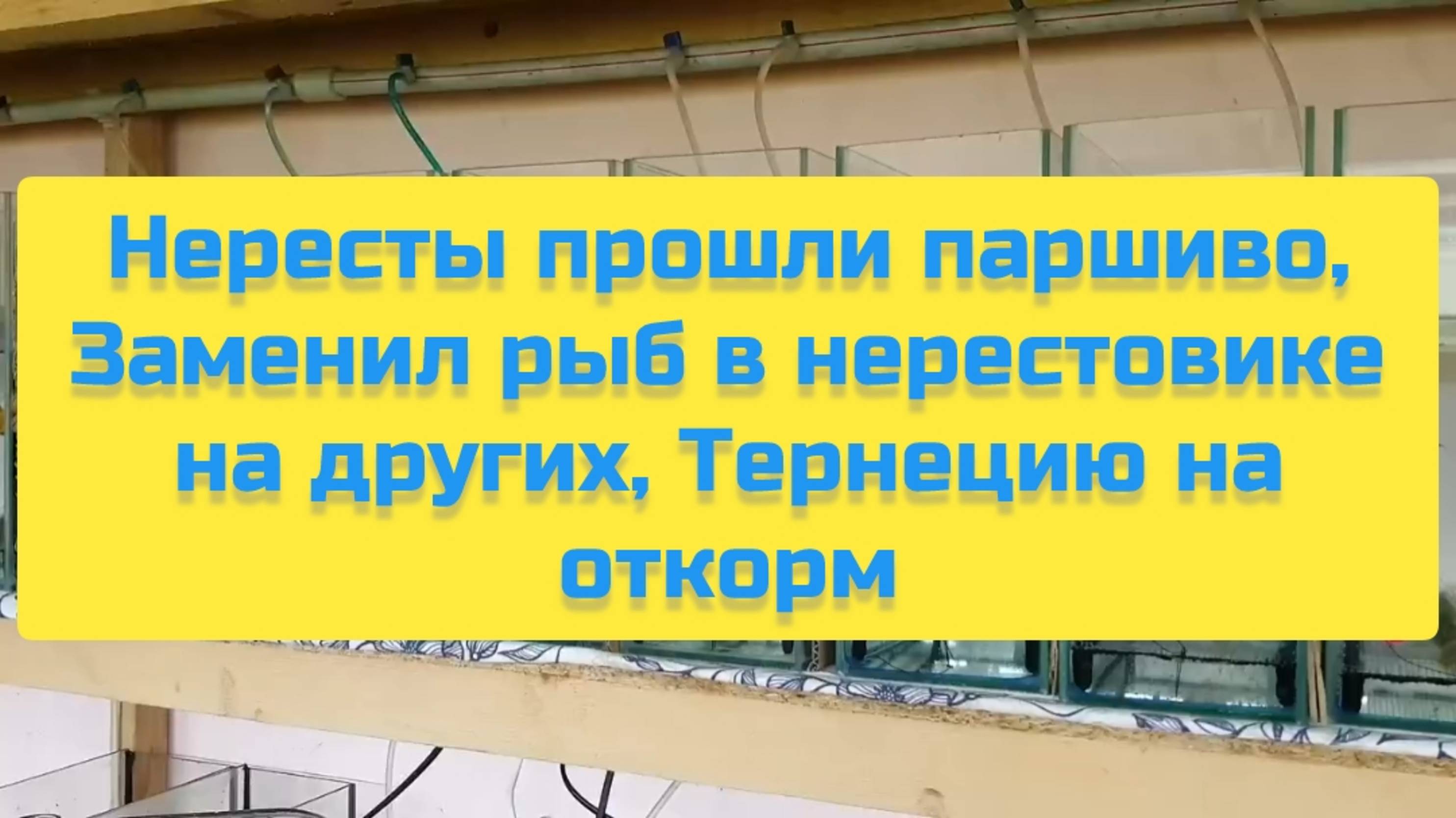 НЕРЕСТЫ ПРОШЛИ ПАРШИВО, ЗАМЕНИЛ РЫБ В НЕРЕСТОВИКЕ НА ДРУГИХ, ТЕРНЕЦИЮ НА ОТКОРМ