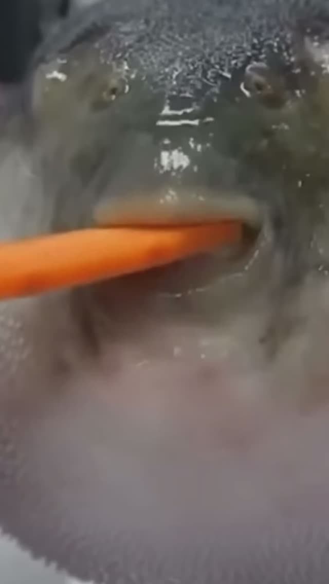 Самая опасная рыба