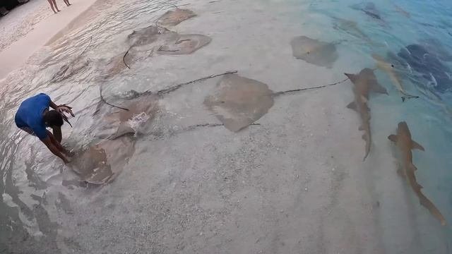 Reethi Beach Resort Maldives_ Where Sharks & Stingrays Meet Visitors