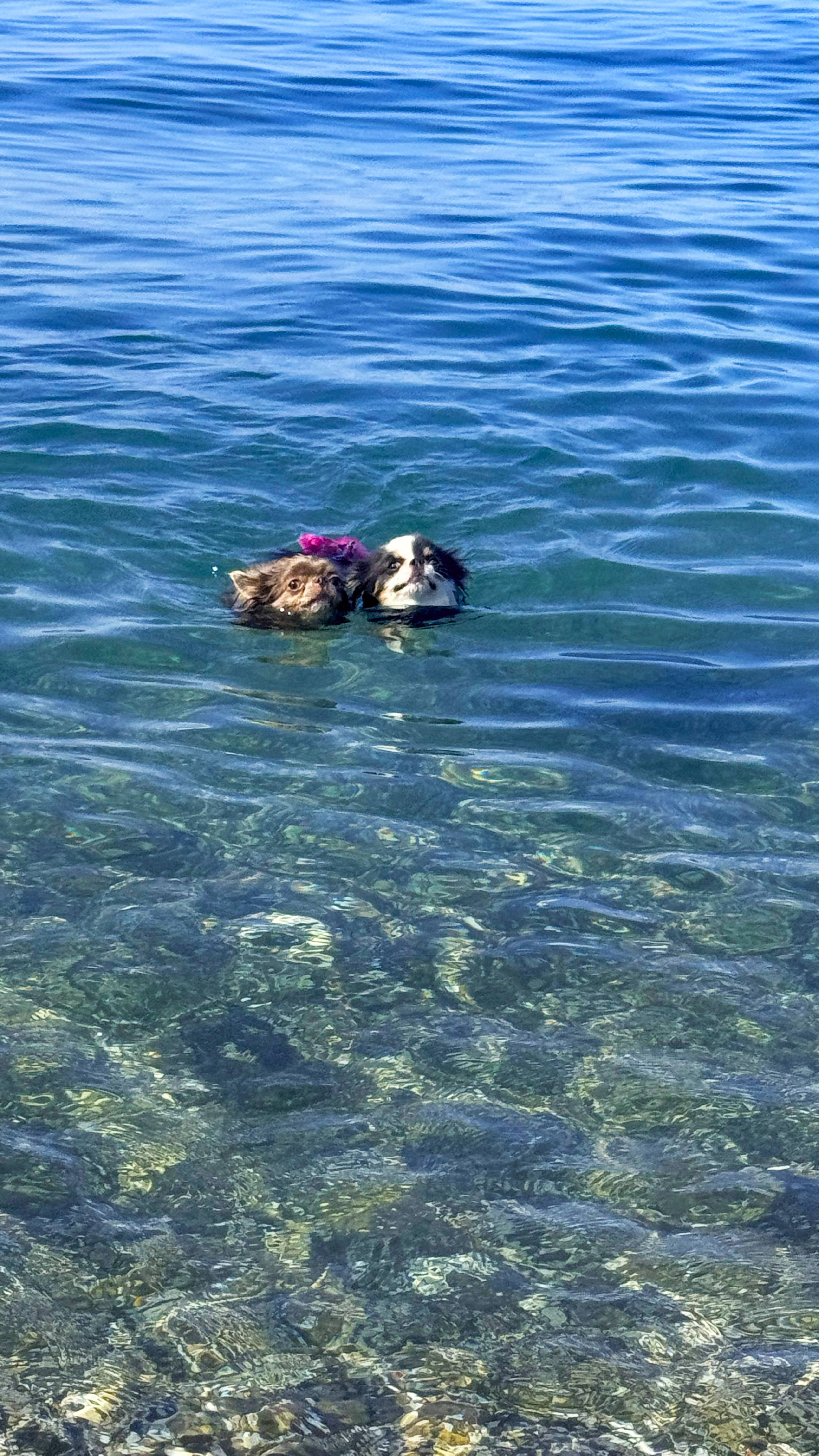 Лето....Море...И....чихуахуа плавают в море