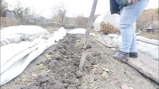 Заготовила грунт для рассады. Укрыла землянику от морозов. Посадила чеснок(остатки) Подзимняя грядка