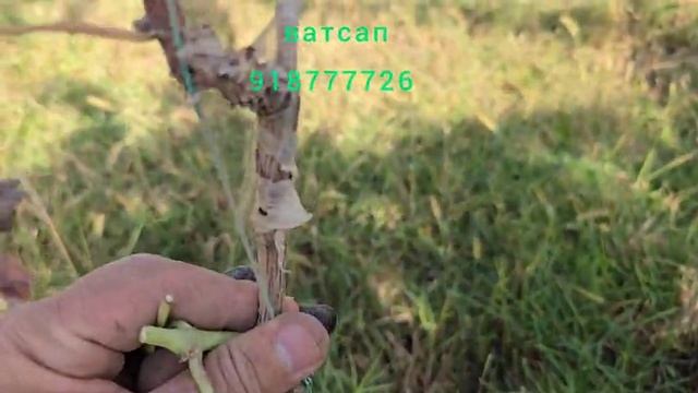 НИҲОЛИ АВАТАР МАЙДА СИФАТИ 1,2,3,4 ВАТСАП ✅️
Https://wa.me/992918777726
тел:935191414
