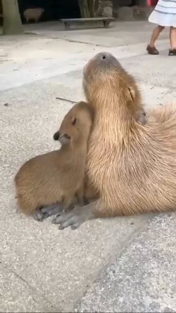 Редкие кадры с жывотными.