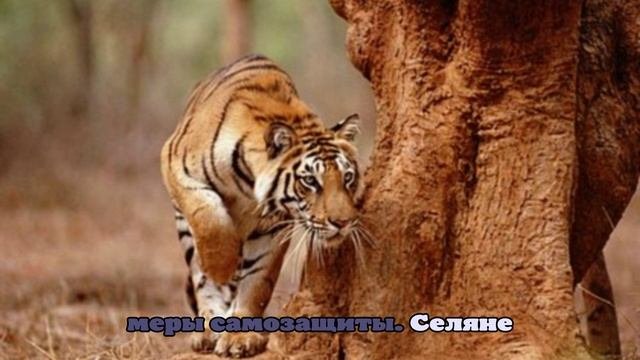 В Индии тигр растерзал смотрителя заповедника