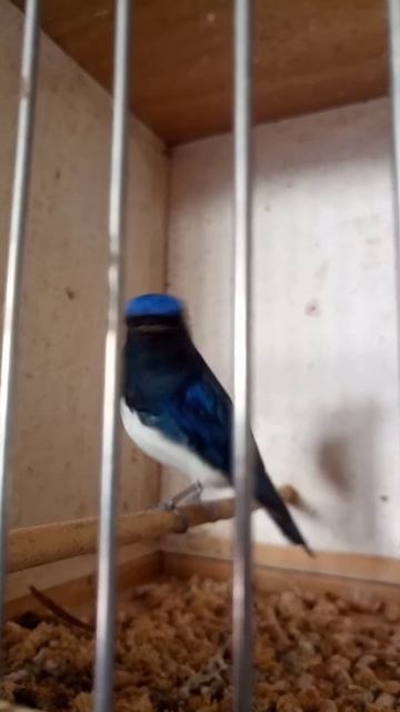VID-20251013-WA0422