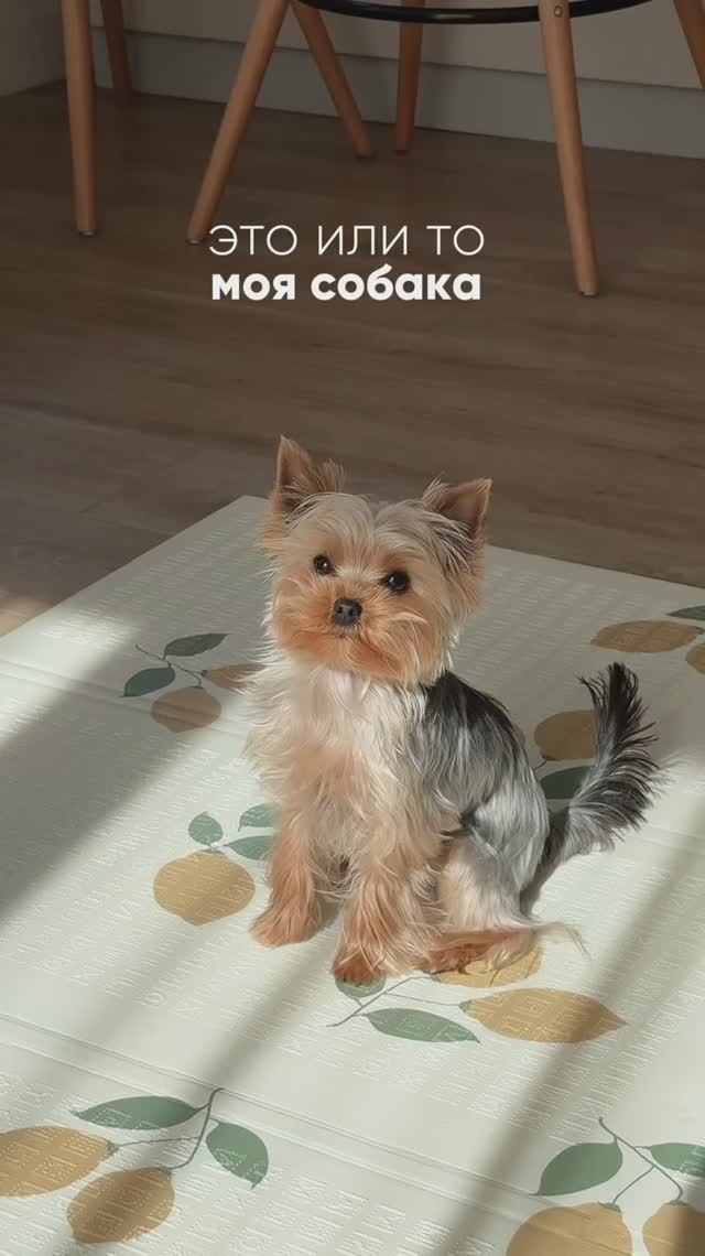 Давай заведём собачку говорили он.