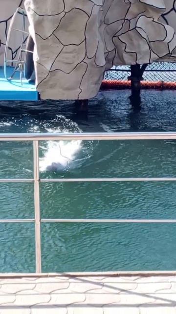 Video_2025-08-11_13-32-18