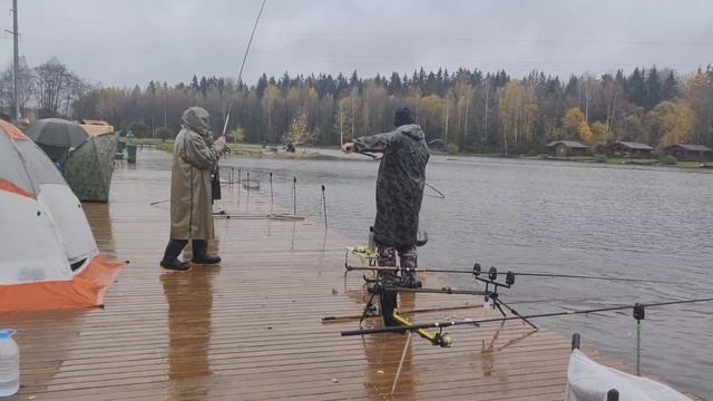 форель
