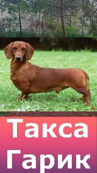 ✨ Такса Гарик ✨