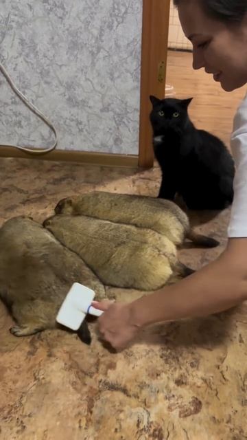 котик