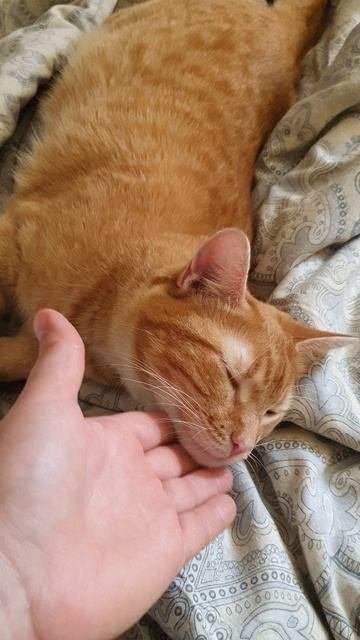 Наша Асенька🐈
