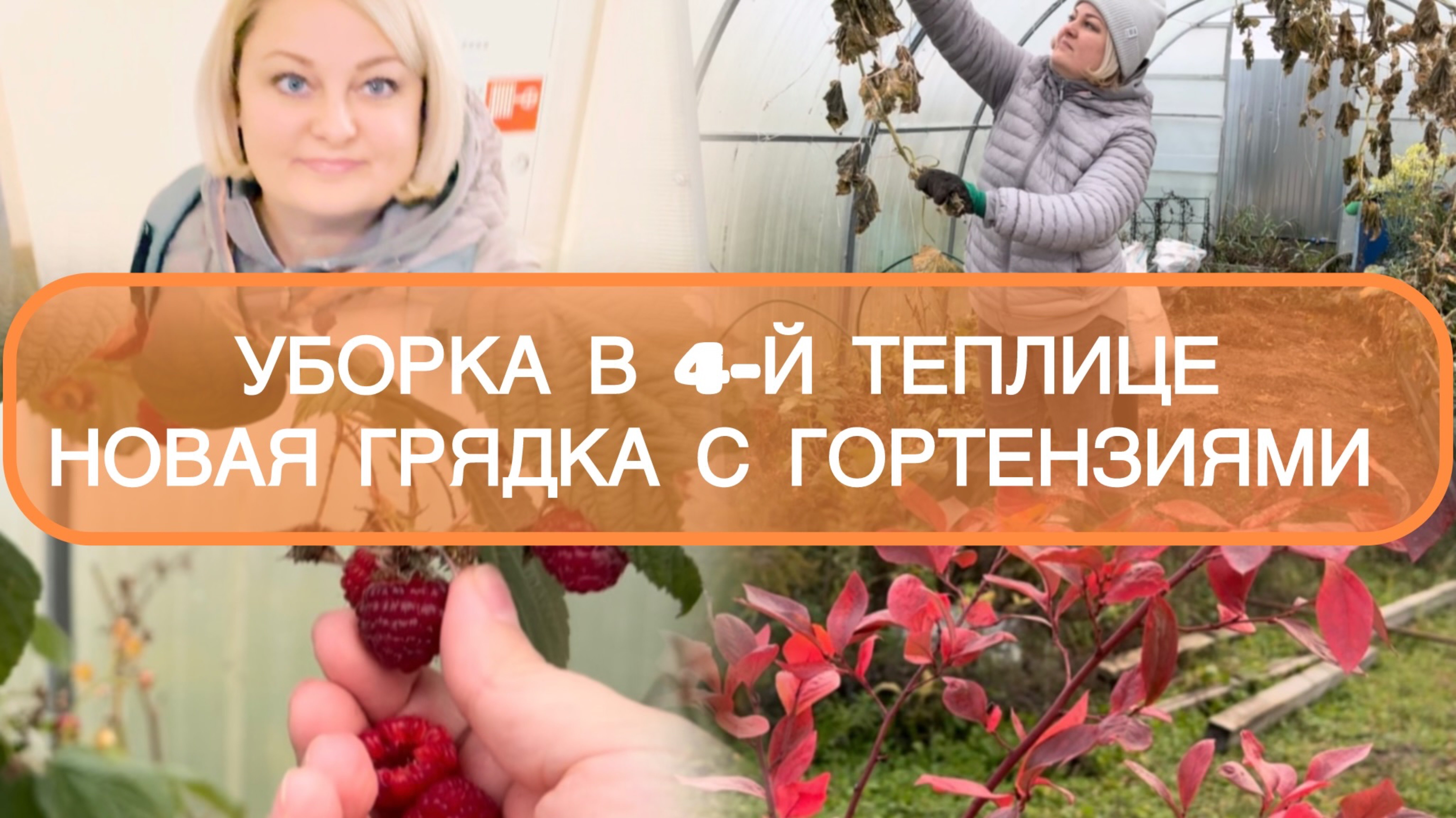 УБОРКА В 4-ОЙ ТЕПЛИЦЕ ГРЯДКА ГОРТЕНЗИИ КАК ДЕЛАЮ БИОГУМУС 