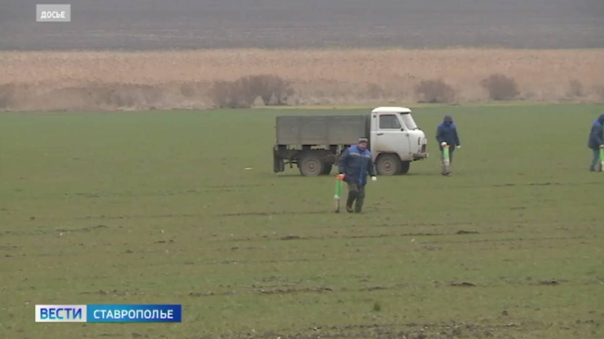 На Ставрополье активизировались грызуны