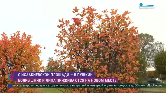 С Исаакиевской площади - в Пушкин. Как перенесли переезд деревья из сада-трансформера