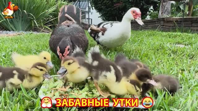 Забавные утки мускусные и пекинские на свободном выгуле со своими друзьями ч.253 