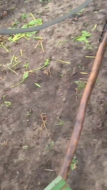 Вывозил свёклу на орловце с огорода