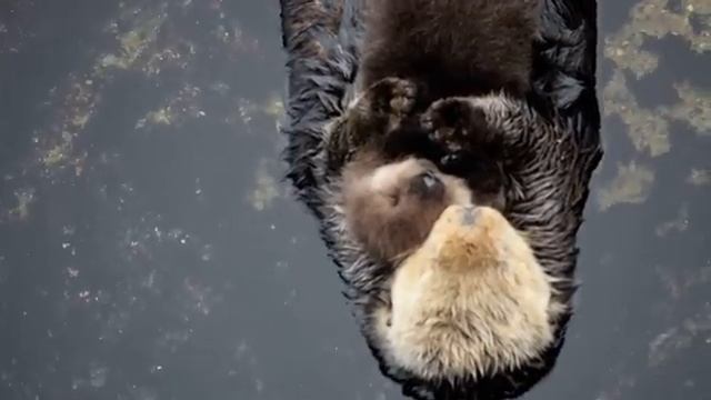 1-дневный морской калан пытается спать на маме(u)