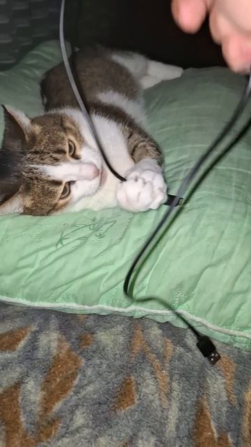 моя кошка  манька