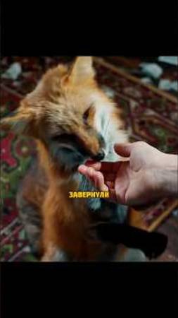 Кому шуба, а для кого друг🦊#кино #фильм #сериал