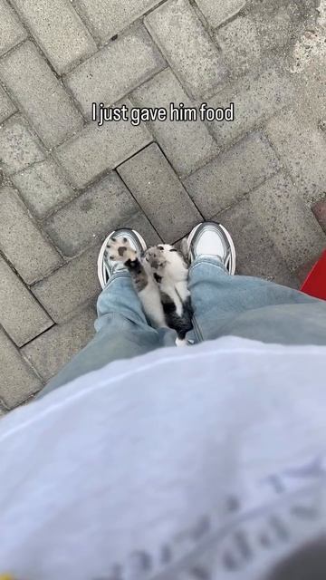 котики