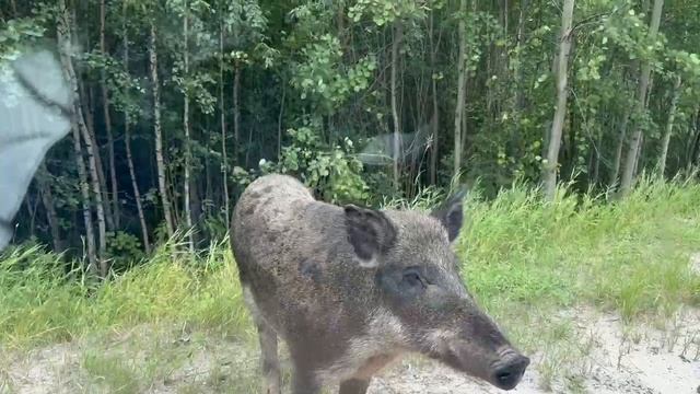 #кабанчик   северный милашка