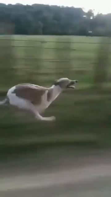 Грейхаунды самые быстрые собаки в мире 💪