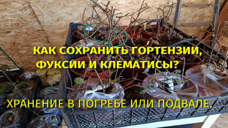 КАК СОХРАНИТЬ ФУКСИИ ГОРТЕНЗИИ И МОЛОДЫЕ КЛЕМАТИСЫ В ПОГРЕБЕ ИЛИ ПОДВАЛЕ?