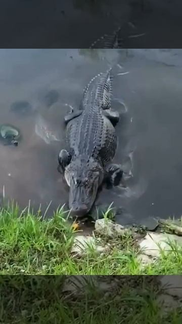 А крокодил Гена 🐊 опоздал, черепаха  оказалась проворнее🐢