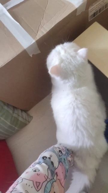 кот проходит полосу припятствеи́