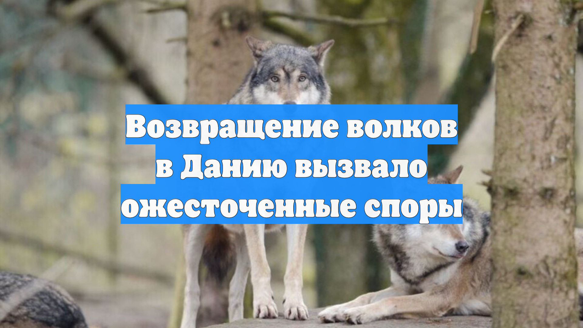 Возвращение волков в Данию вызвало ожесточенные споры