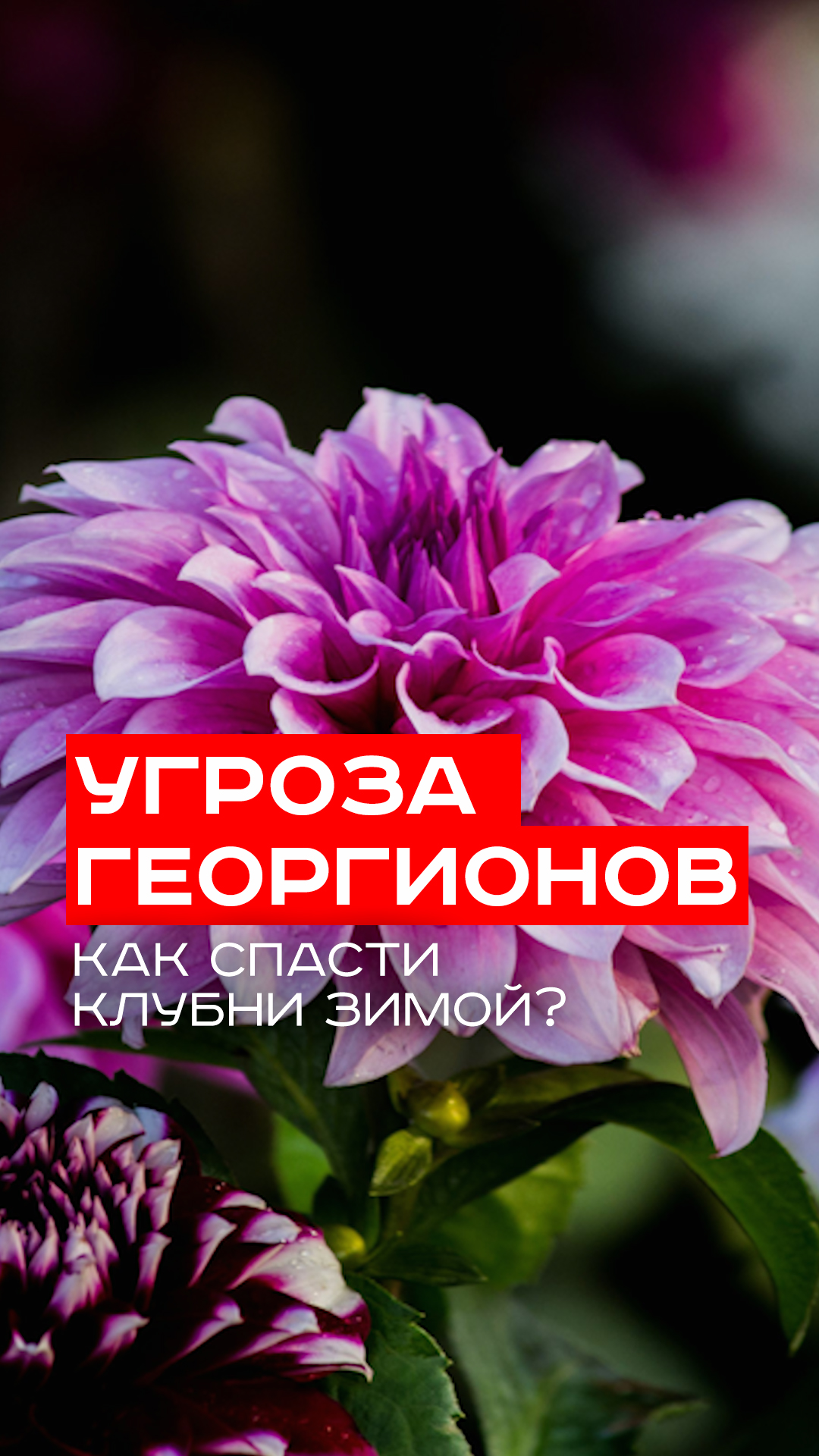 Низкорослые георгины не доживают до весны: секреты хранения, которые вы не знаете!