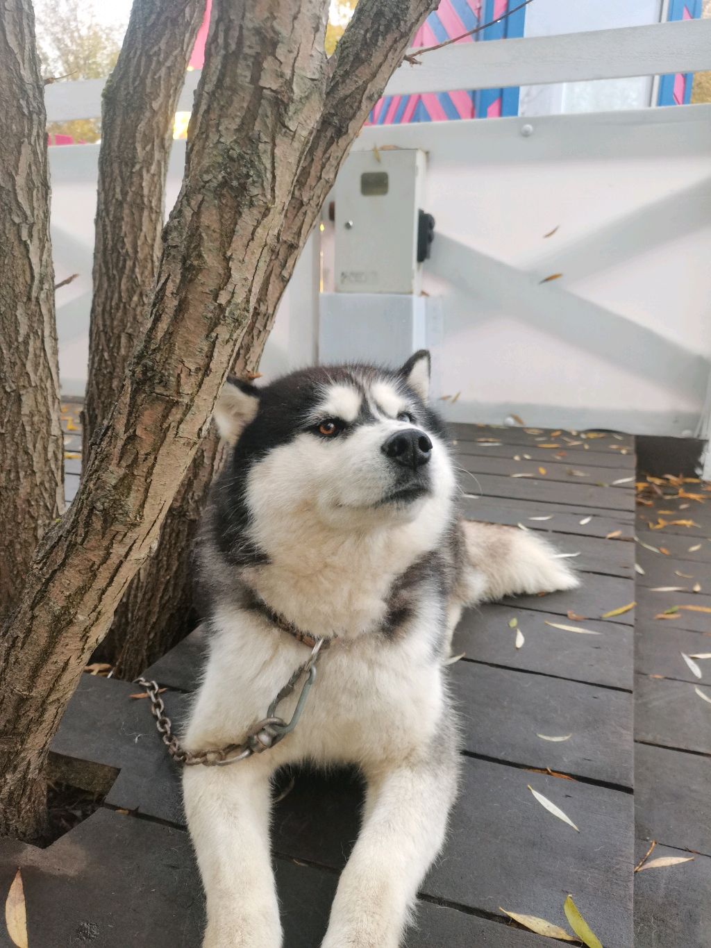 Римую
