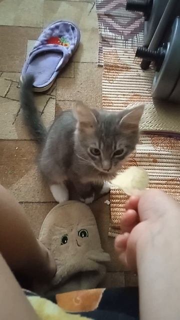 котик лаки есть чипсы!