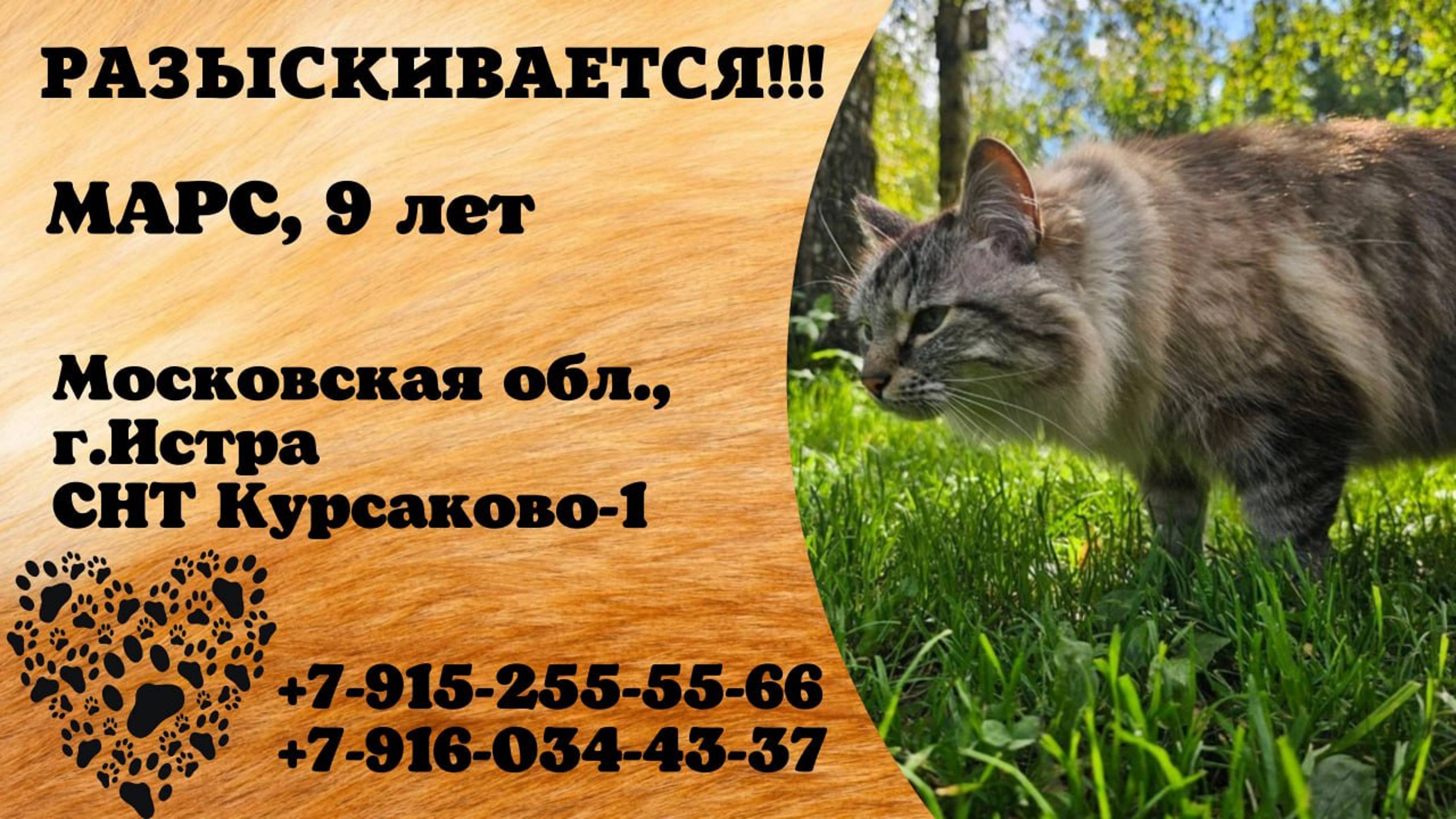Пропал кот! МАРС. 9 лет. Московская обл,  г. Истра