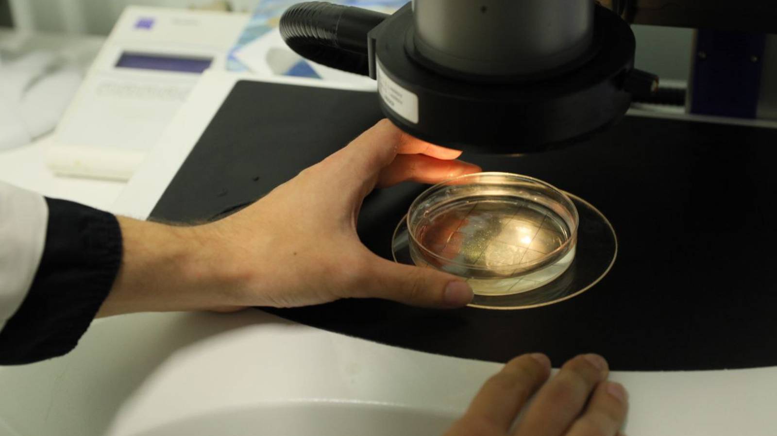 Как работает память? Студенческий тур «Научной России» в ИВНД и НФ РАН