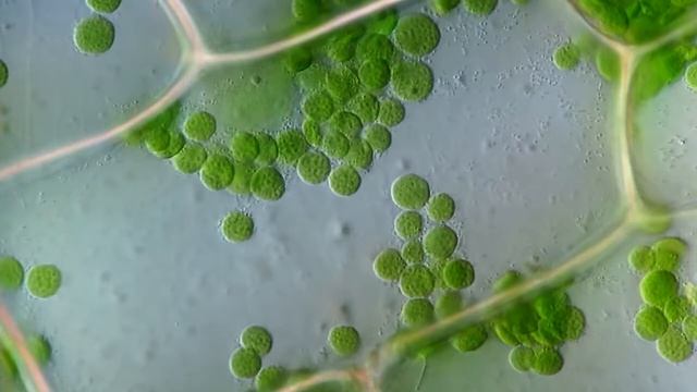 Движение_цитоплазмы_в_листе_элодеи_Elodea_canadensis