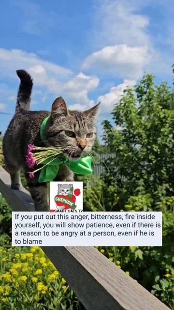 На человека, который заслуживает наказания не гневайся 😇❤️🙏😽🥰 Don't Get Angry At The Person Who