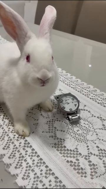 заяц время