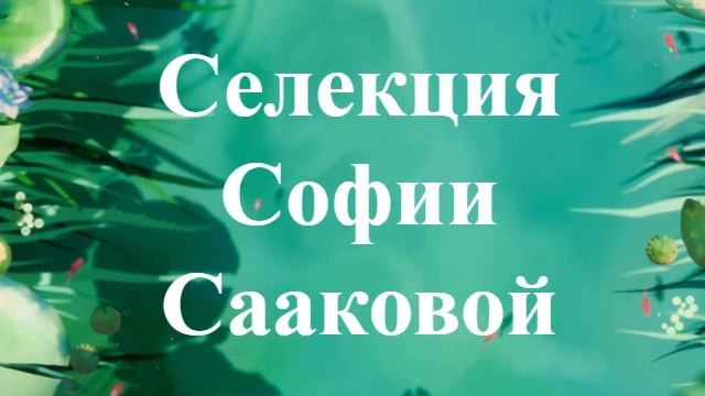Томат Муаровый закат