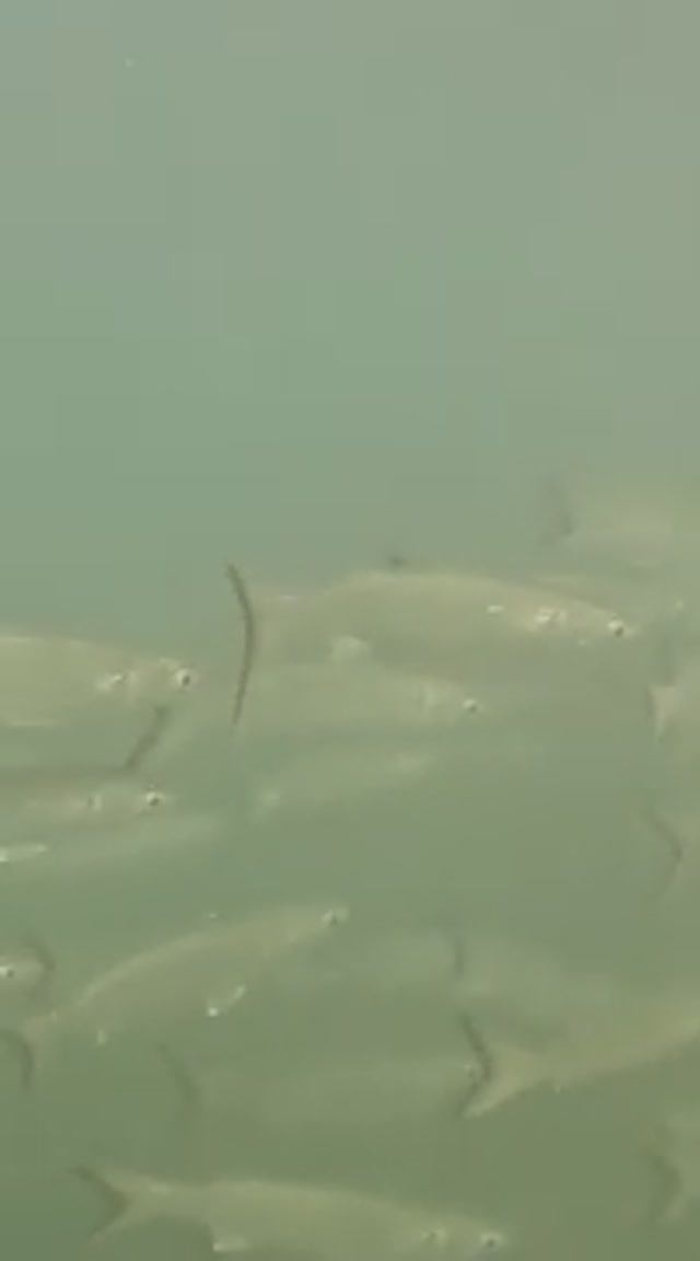 Кефаль Под Водой