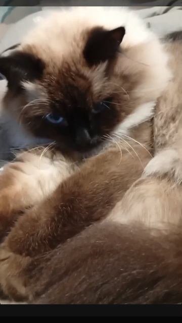 🐱 БОСИК