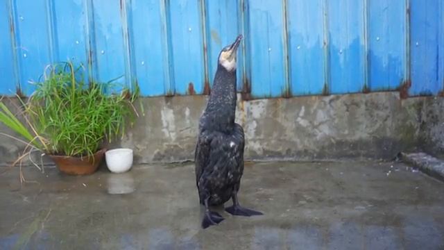 Баклан съедает рыбу за секунду