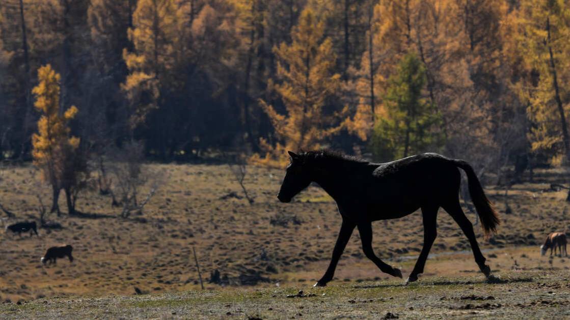 Лошади на самовыпасе терроризируют жителей СНТ под Петербургом