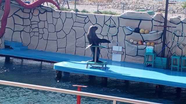 Video_2025-08-11_13-31-07