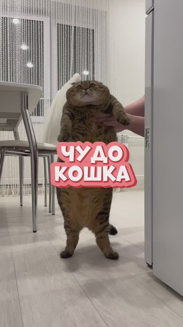 Чудо-кошка 😀👍