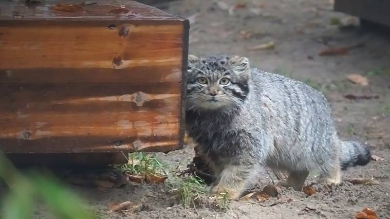 Непогода, непогода... котята манулов ждут, когда закончится дождь со снегом!
